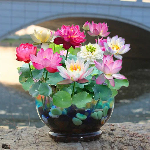 premium Lotus Bonsai Seeds Collection - 50 pcs (If you need more click on the chat box at bottom right)